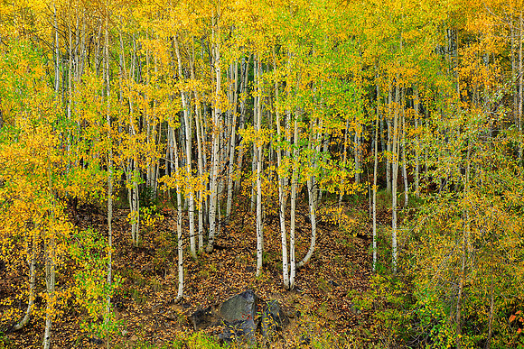 "Aspens"