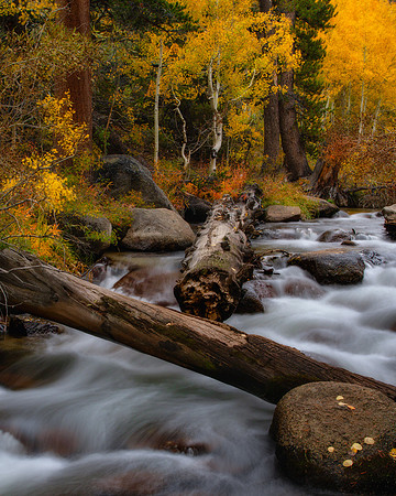 "Bella's Creek"